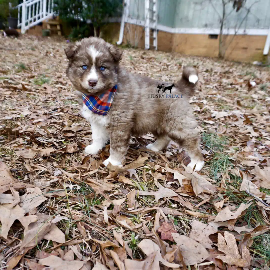 Cooper Siberian Huskies