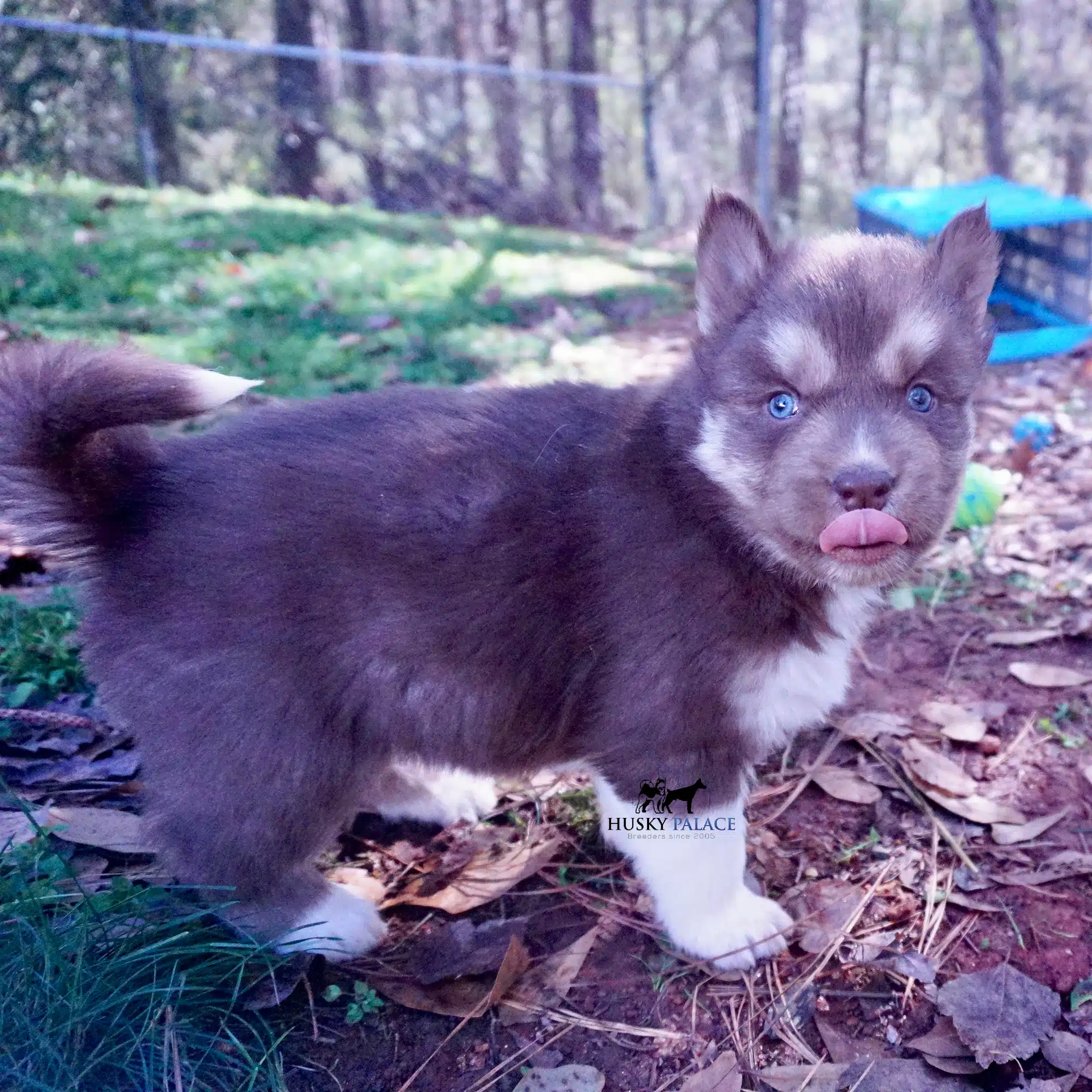 Cooper Siberian Husky