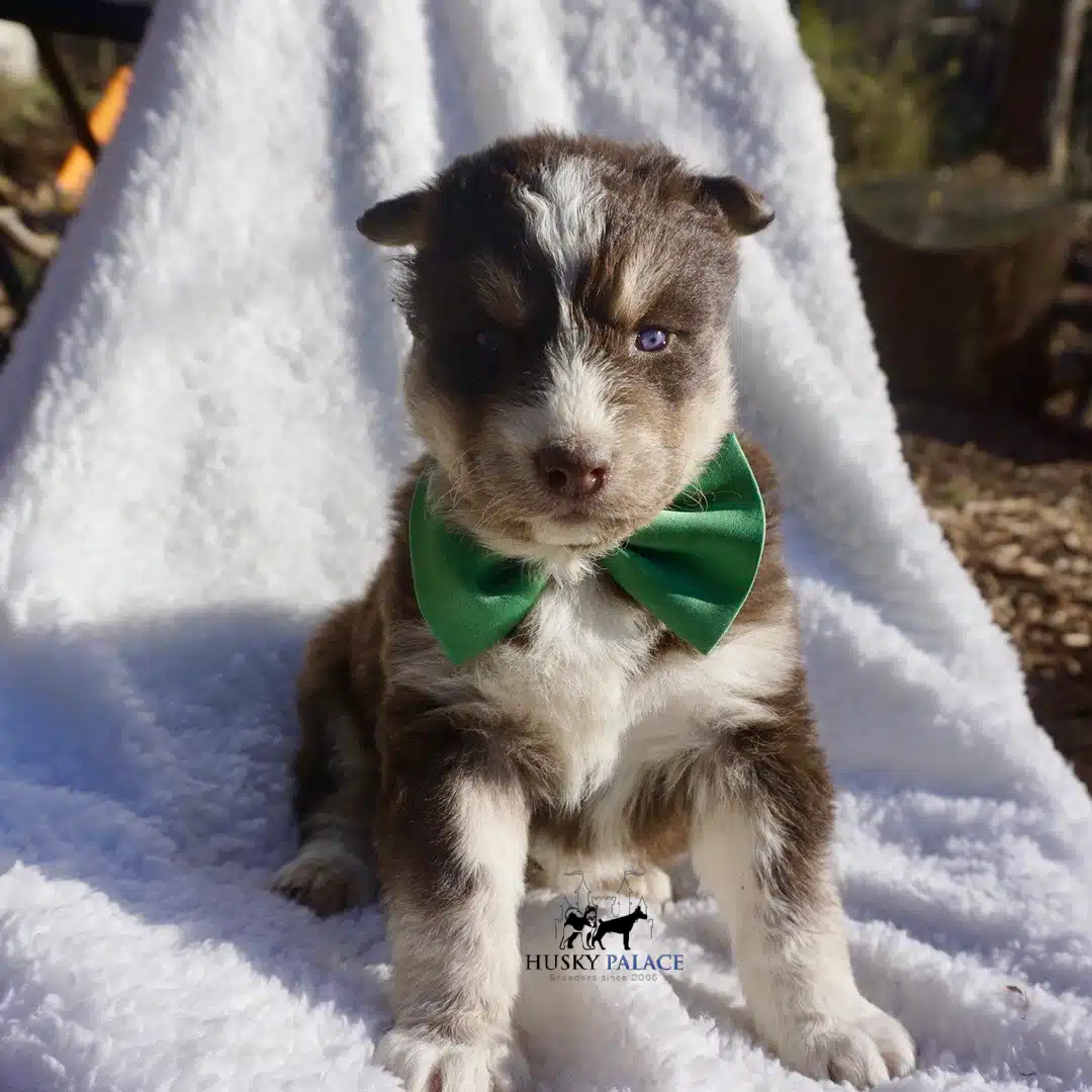 Copper Husky Puppy