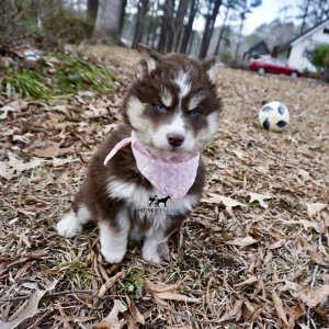 Copper Husky Puppy