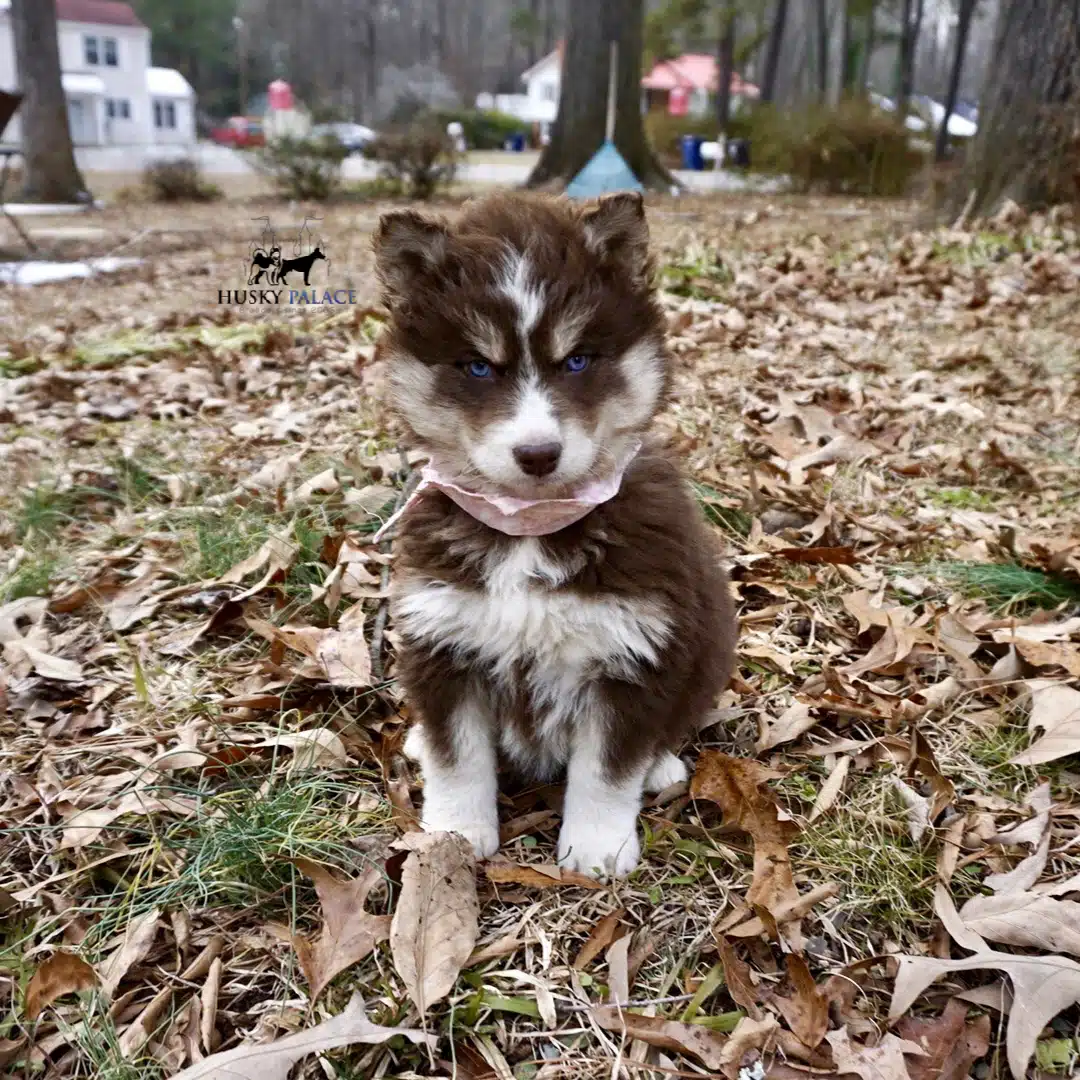 Copper Husky Puppy