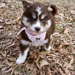 Copper Husky Puppy