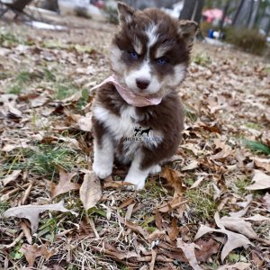 Copper Husky Puppy