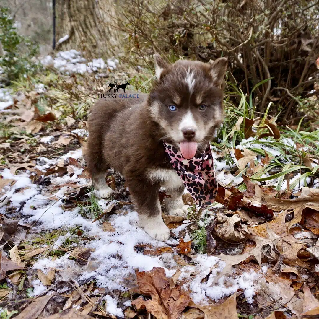 Copper Husky