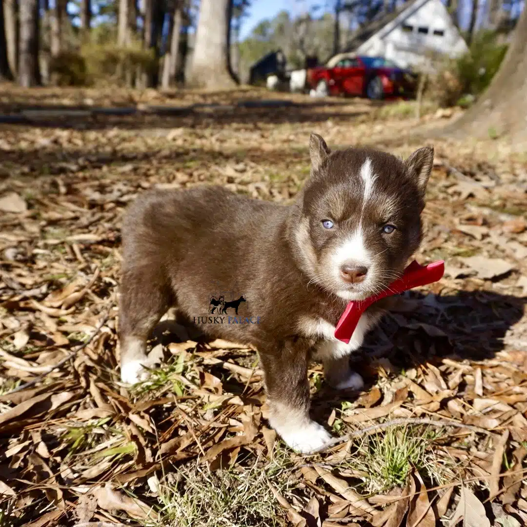 Copper Husky