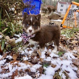 Copper Husky