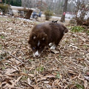 Copper Husky