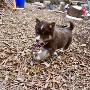 Copper Husky