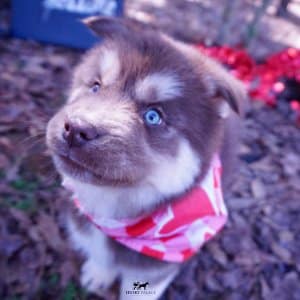 Copper Siberian Husky