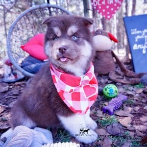 Copper Siberian Husky