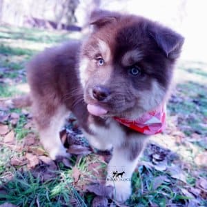 Copper Siberian Husky