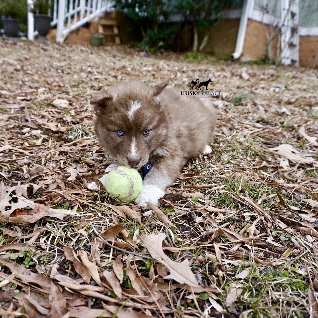 Copper Siberian Husky