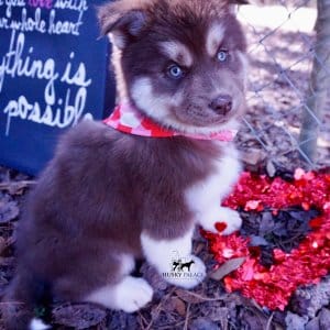 Copper Siberian Husky