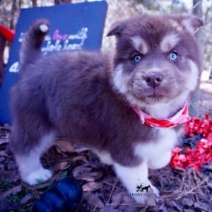 Copper Siberian Husky