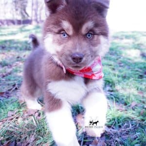 Copper Siberian Husky