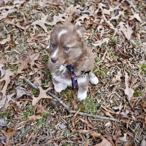 Copper Siberian Husky