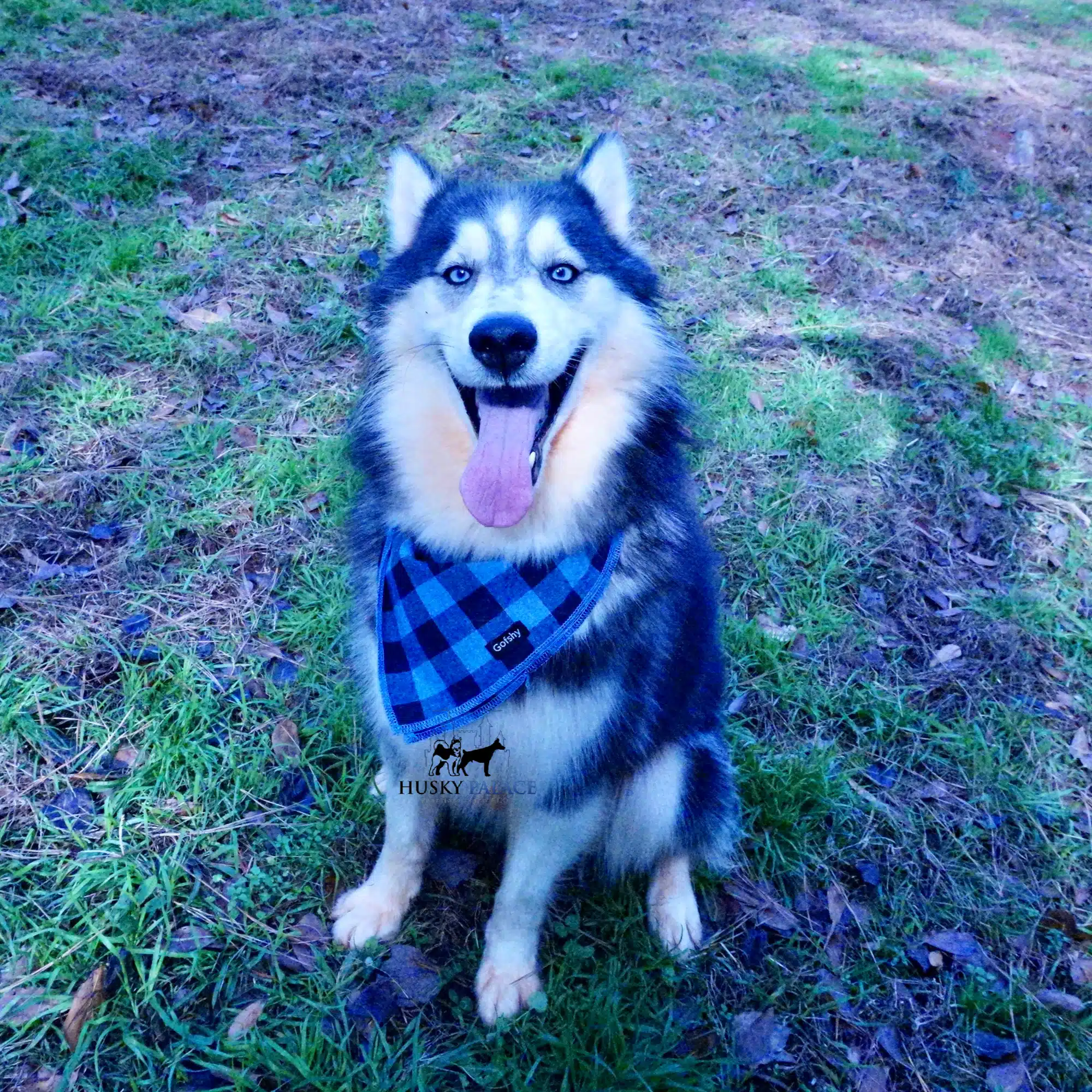 Husky For Sale
