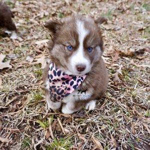 Plush Coat Husky