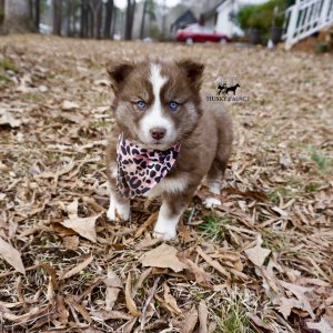 Plush Coat Husky