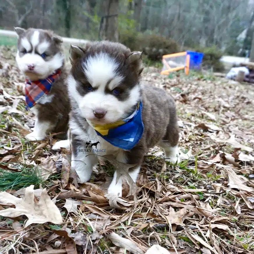 Siberian husky in usa