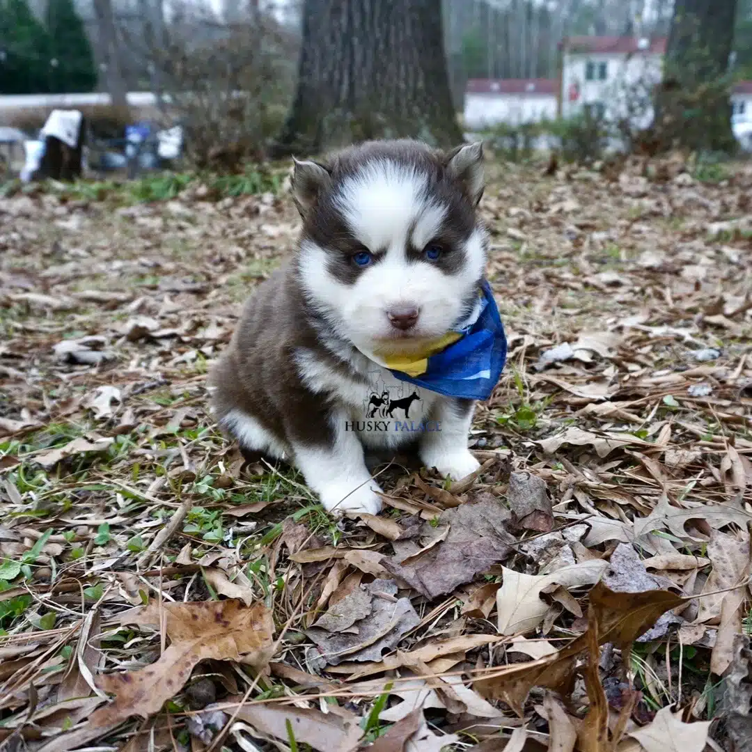 Siberian husky in usa