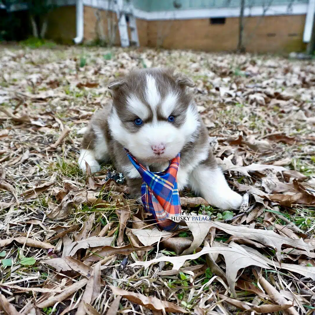 Siberian husky in usa