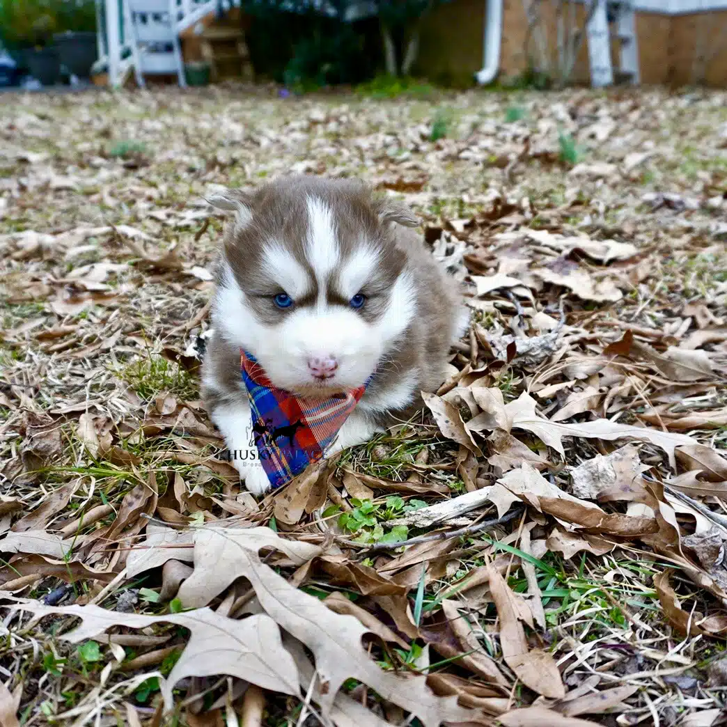 Siberian husky in usa