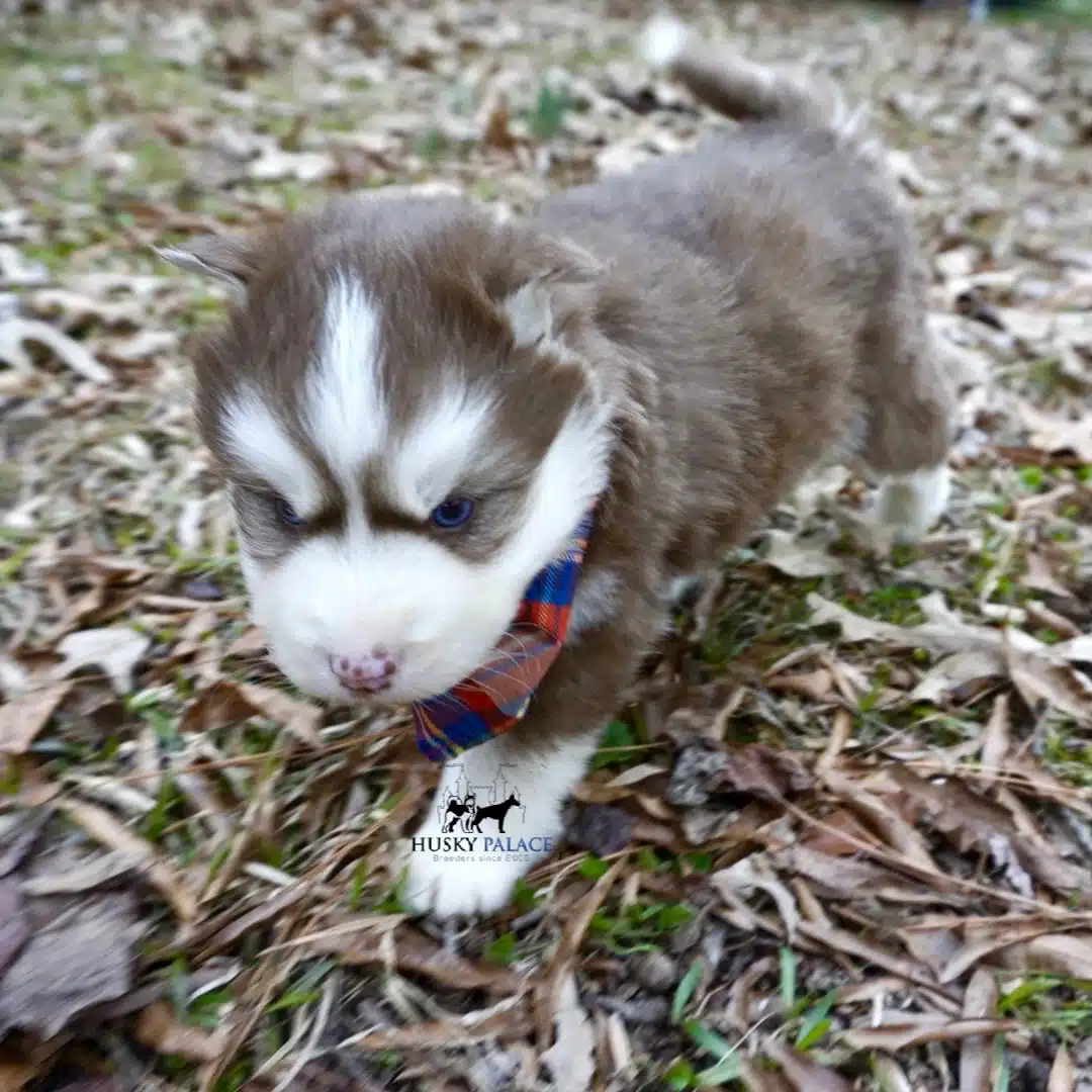 Siberian husky in usa