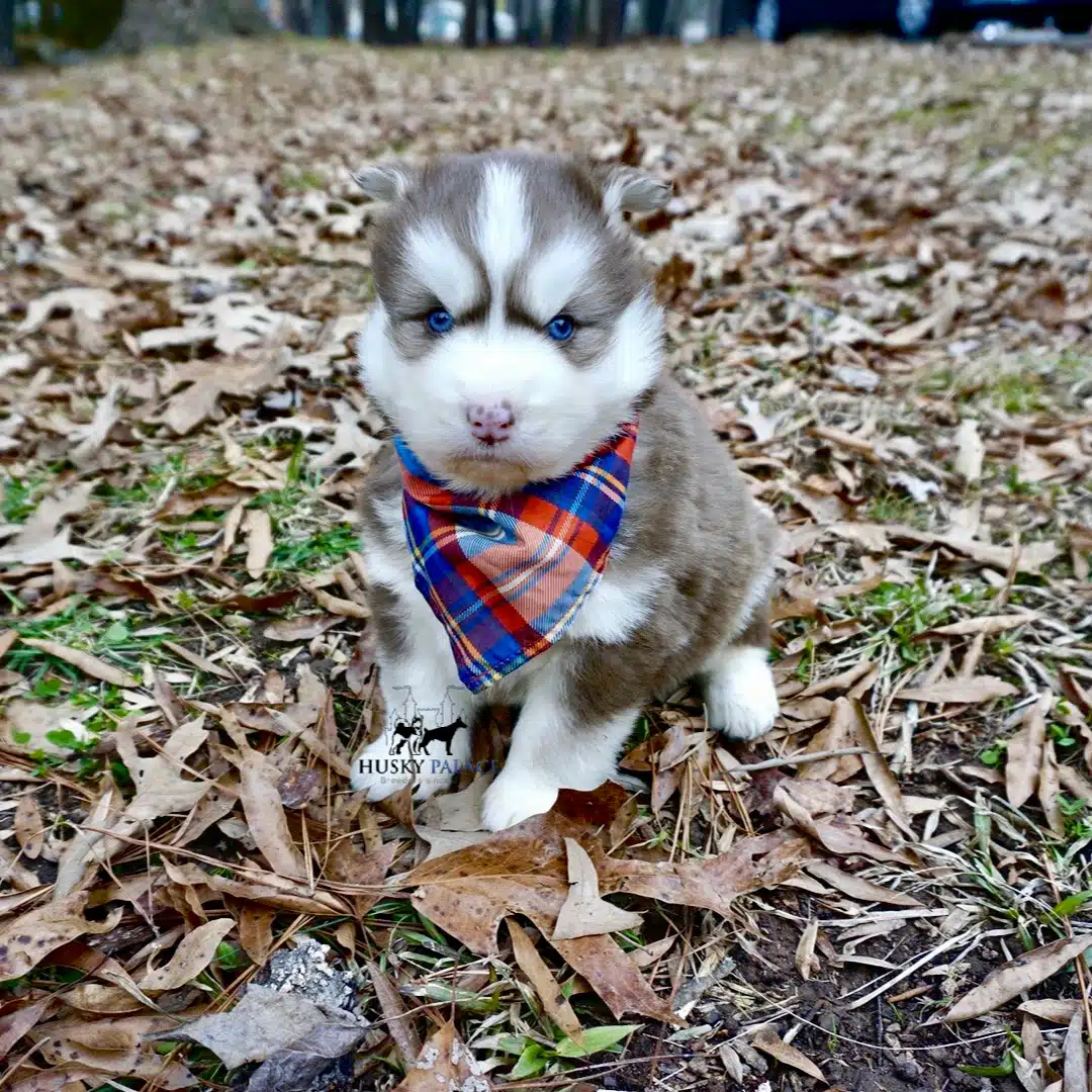 Siberian husky in usa