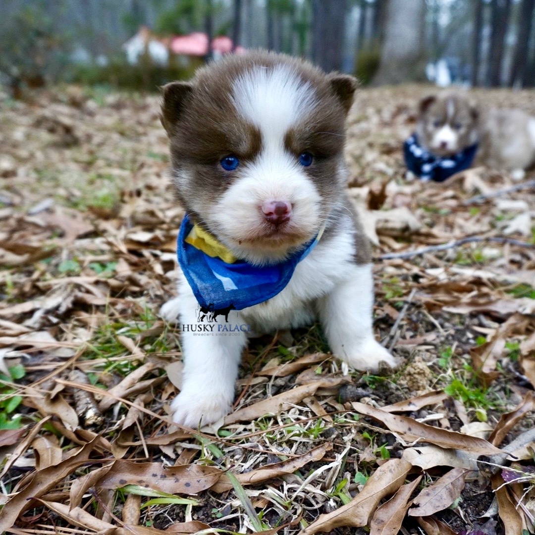 Siberian husky in usa