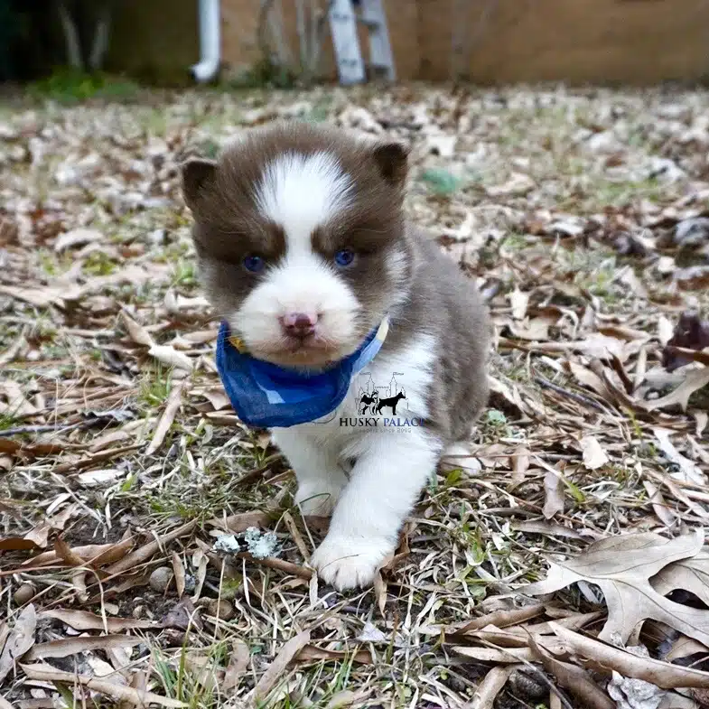 Siberian husky in usa