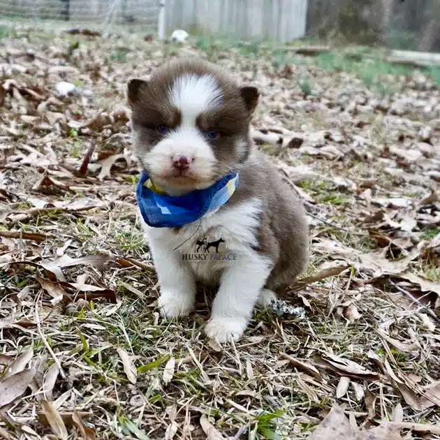 Siberian husky in usa