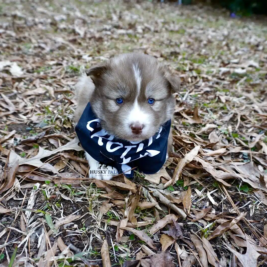 Siberian husky in usa