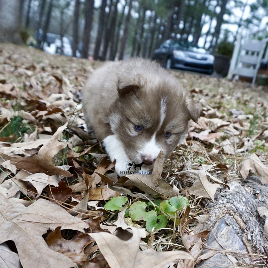 Siberian husky in usa