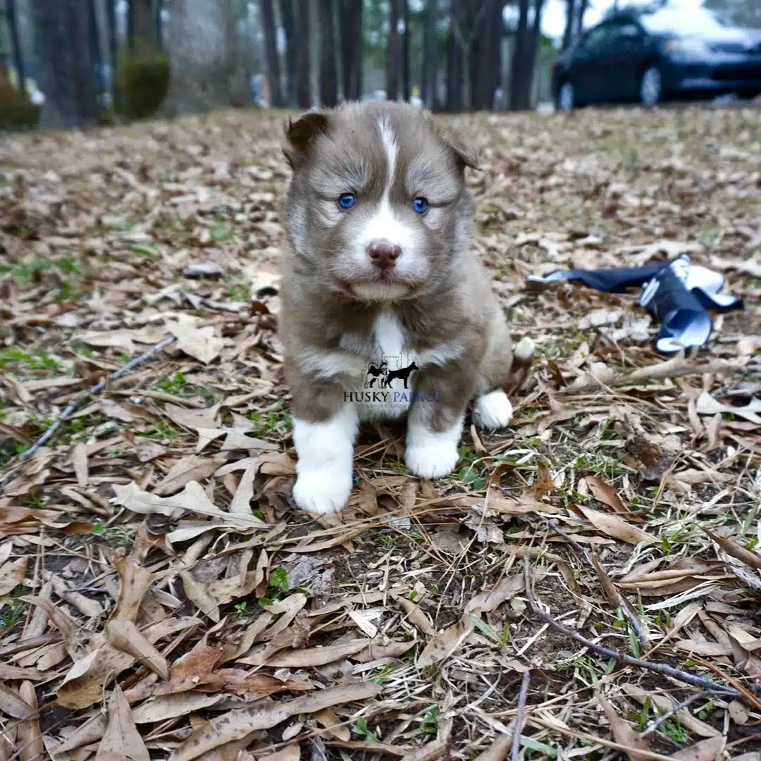 Siberian husky in usa