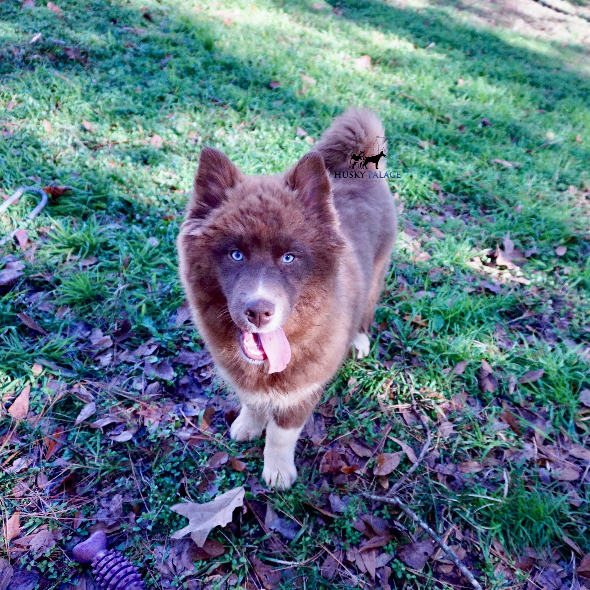 Solid Brown Husky