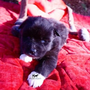 Agouti Husky Pup