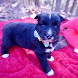 Black Husky Puppy