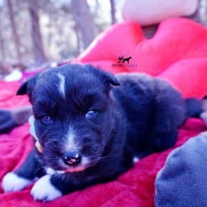 Black Husky Puppy