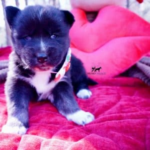 Black/white Husky