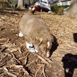 Copper Siberian Husky