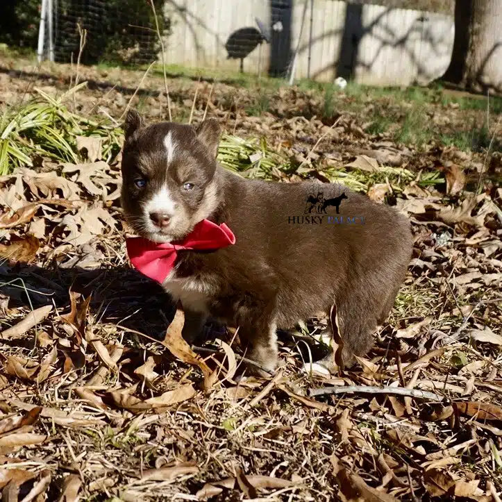 Copper Husky