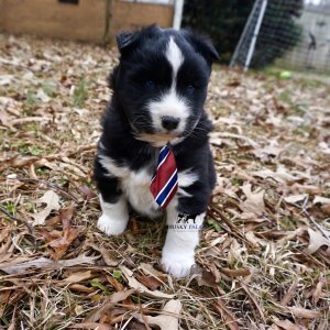 Black/white Husky Puppy