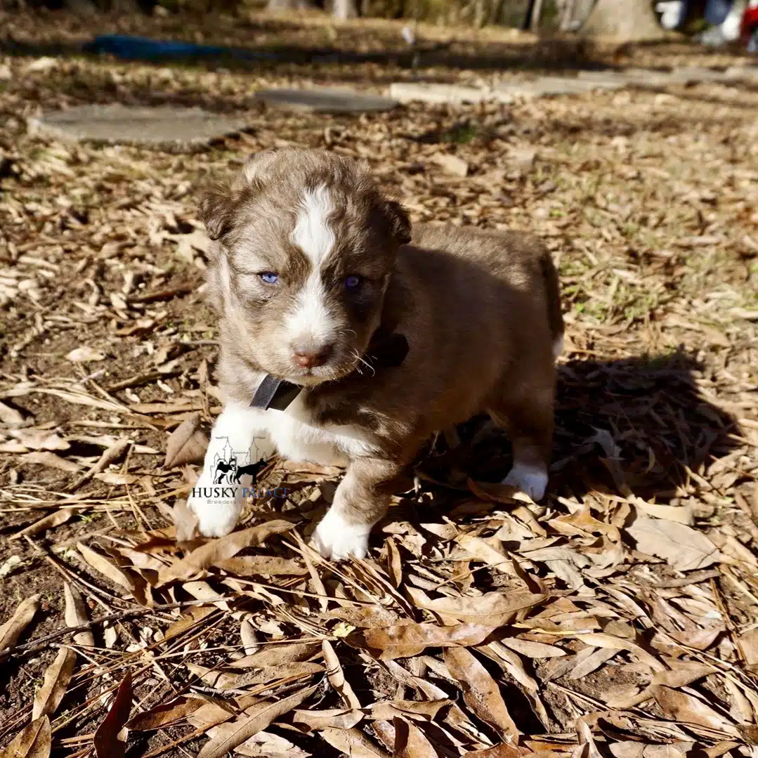 Cooper Siberian Huskies