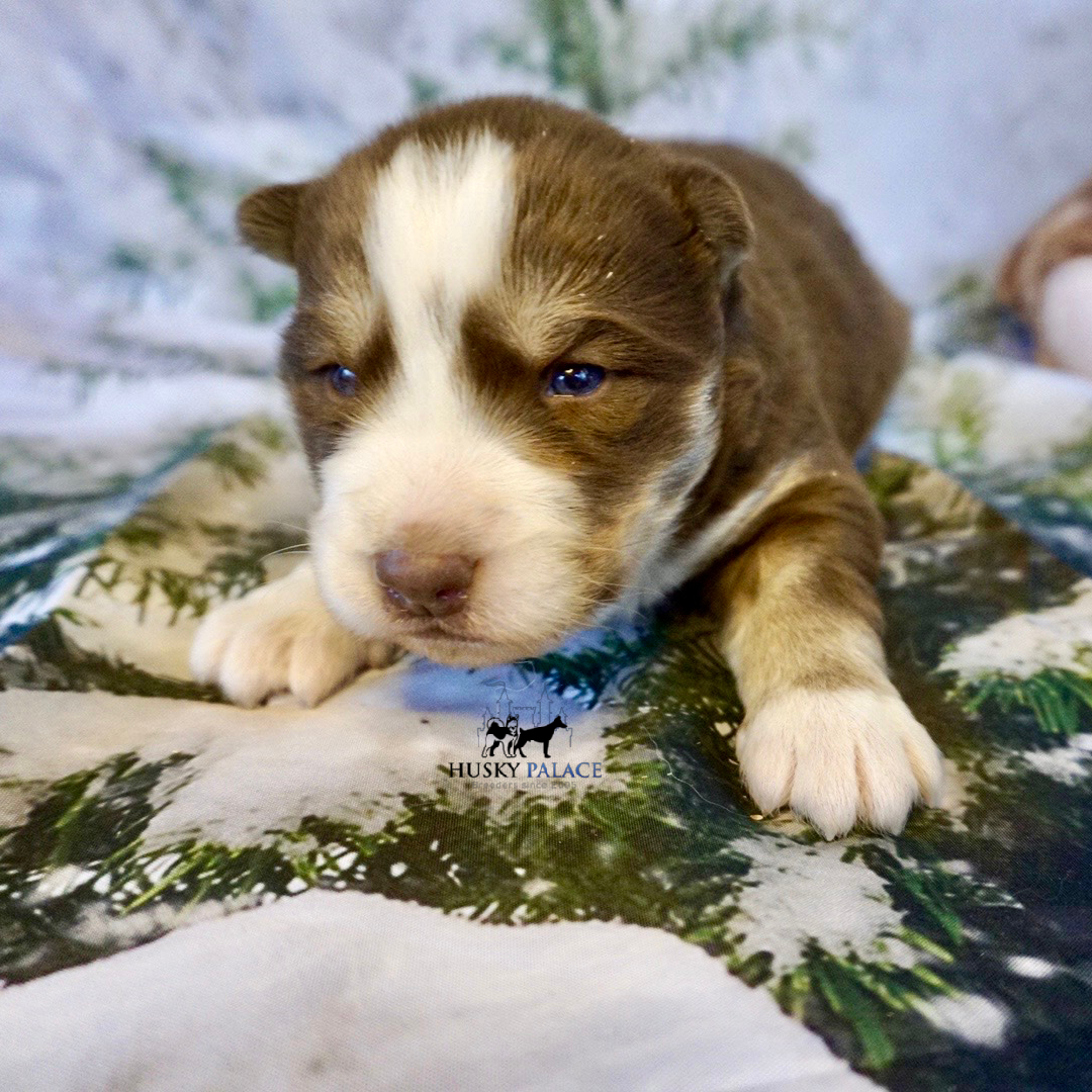 husky pups