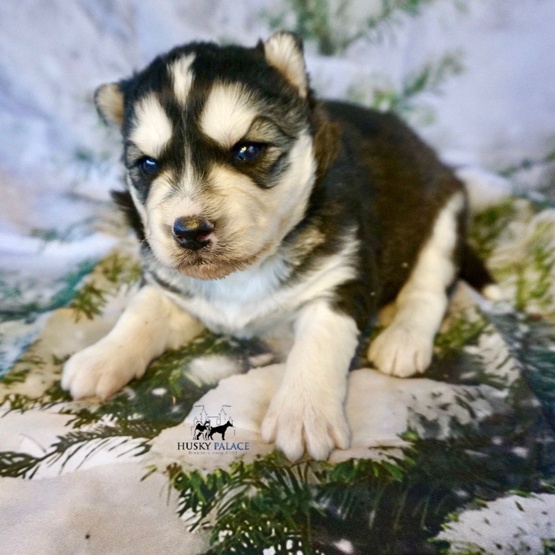 husky pups