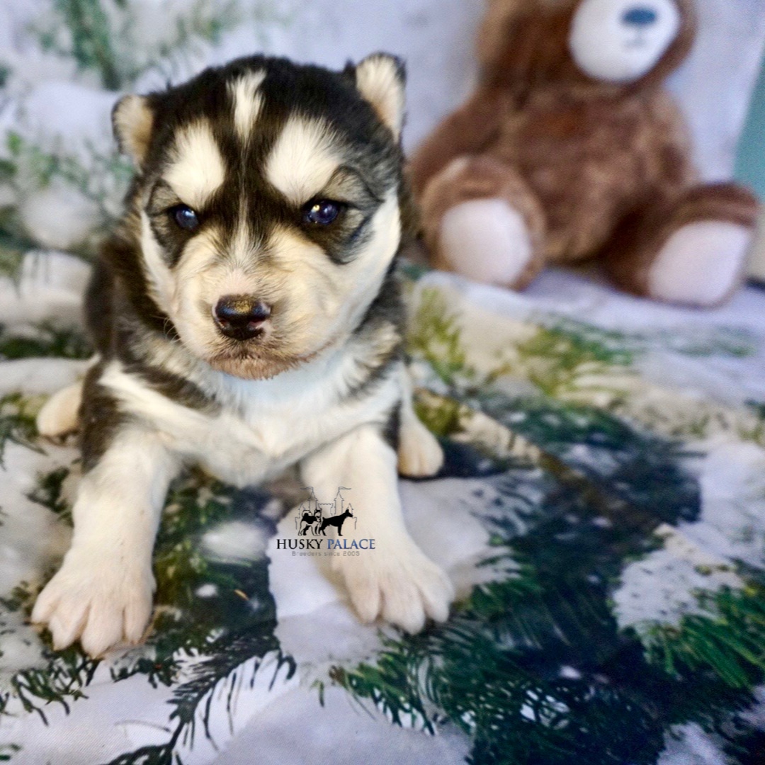 husky pups