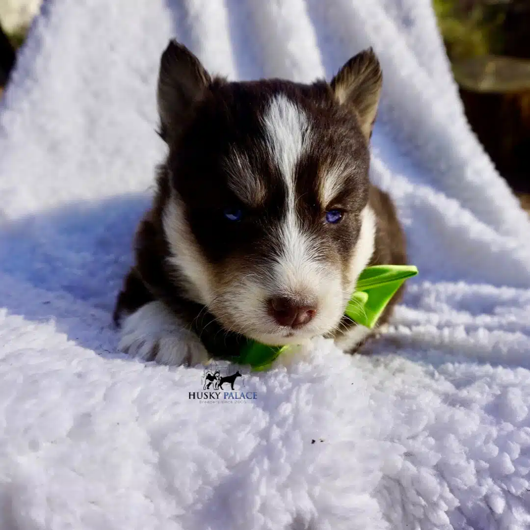 Blue Eyed Husky