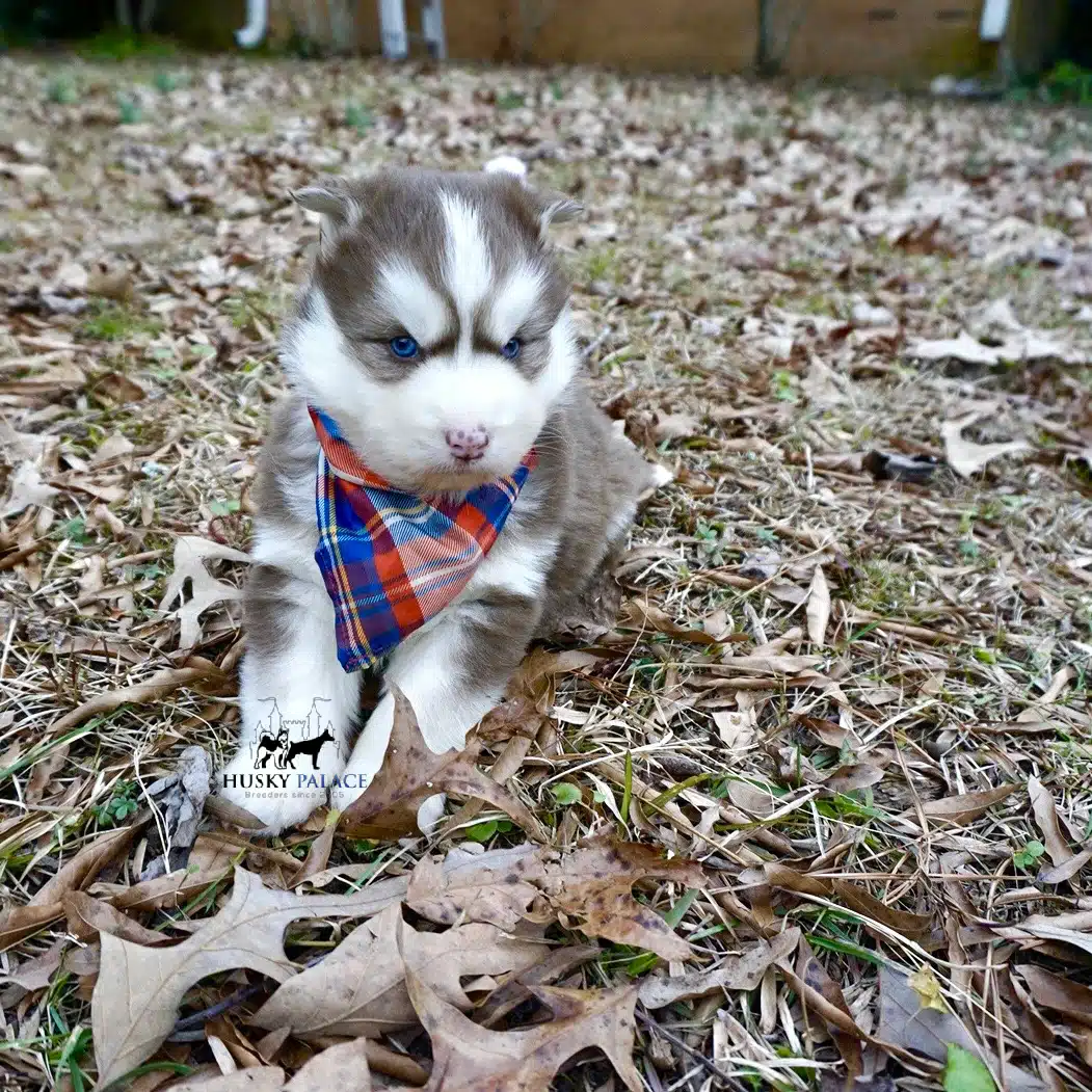 Siberian husky in usa