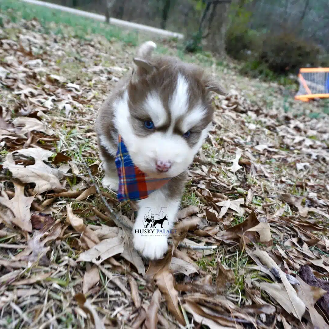 Siberian Huskies in Anderson, SC